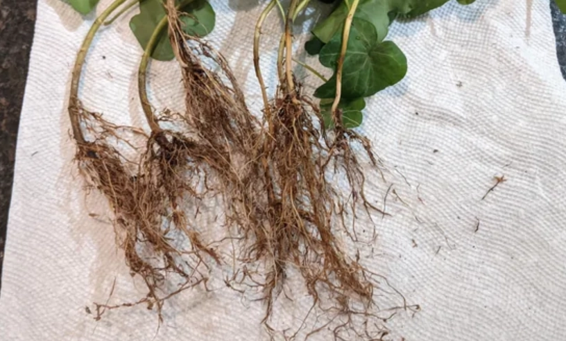 常春藤爛根處理