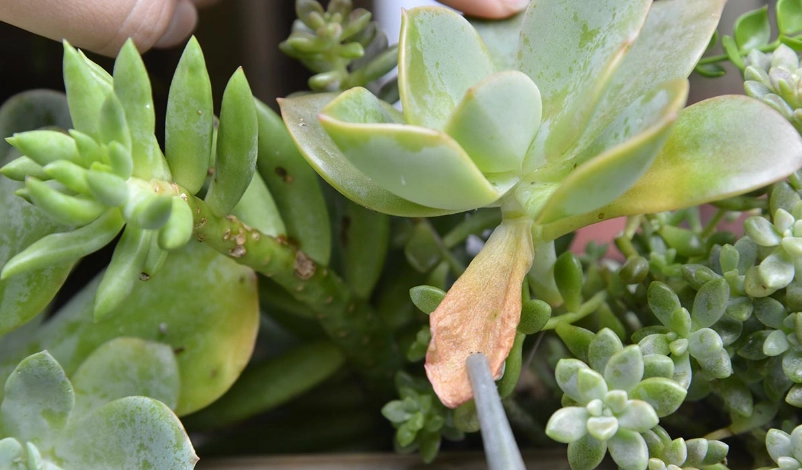 多肉植物葉子發黃