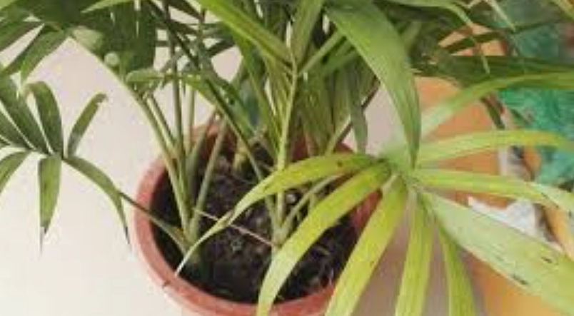 袖珍椰子 葉子發黃