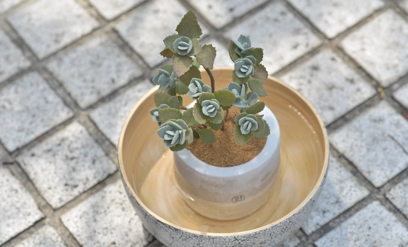多肉植物換盆
