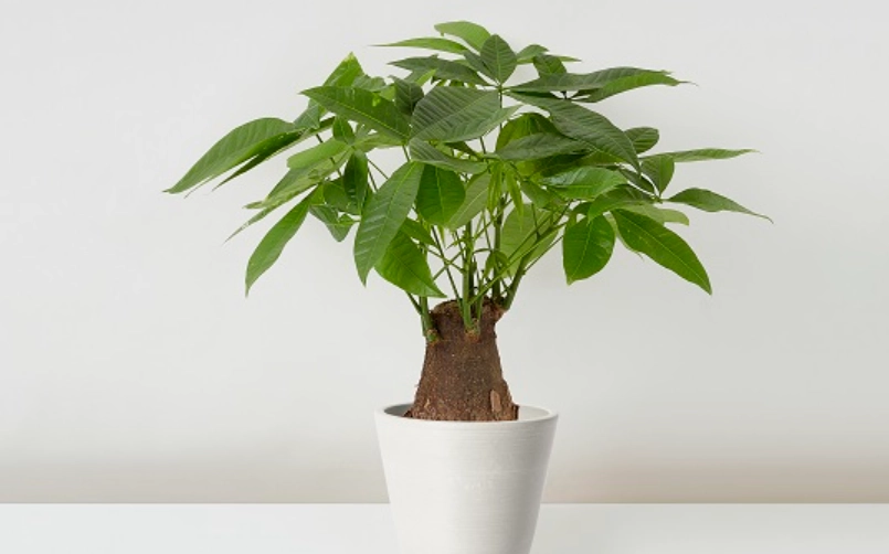寵物友善植物