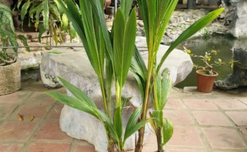 龍血樹 照顧