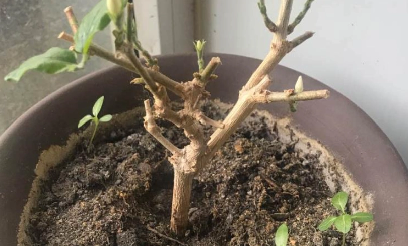 茉莉花掉葉子怎麼辦