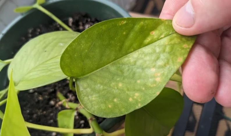 植物黃葉原因