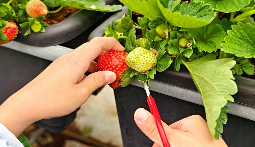 台灣採草莓