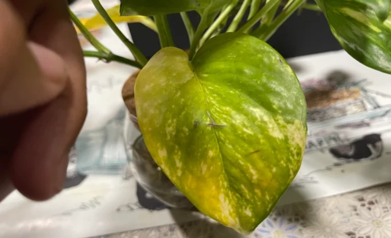 綠蘿照顧
