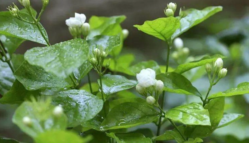 茉莉花葉子發黃 茉莉花葉子發黃