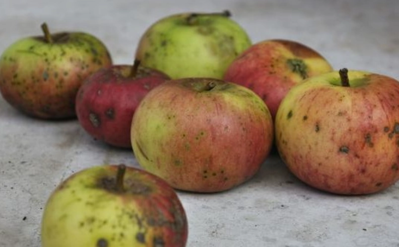水果發霉健康風險