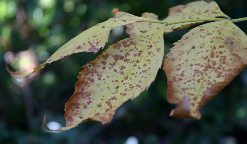 葉子曬傷怎麼辦