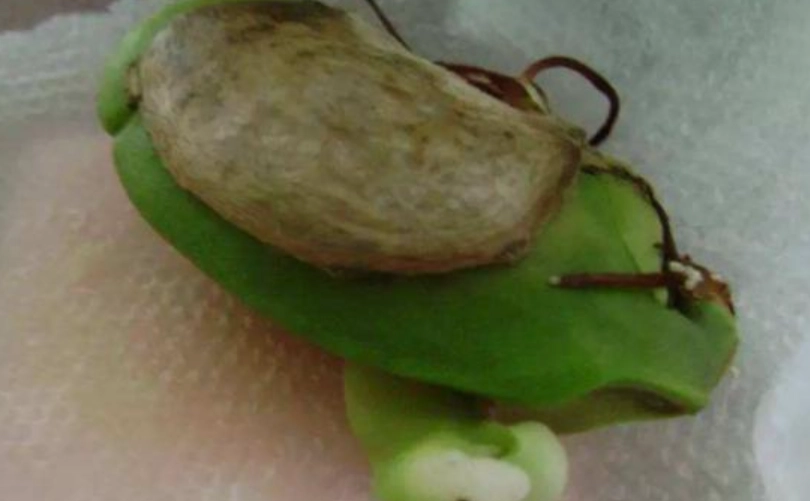 芒果種子發芽