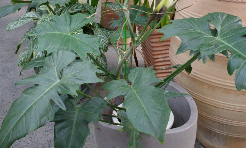 蔓綠絨種類