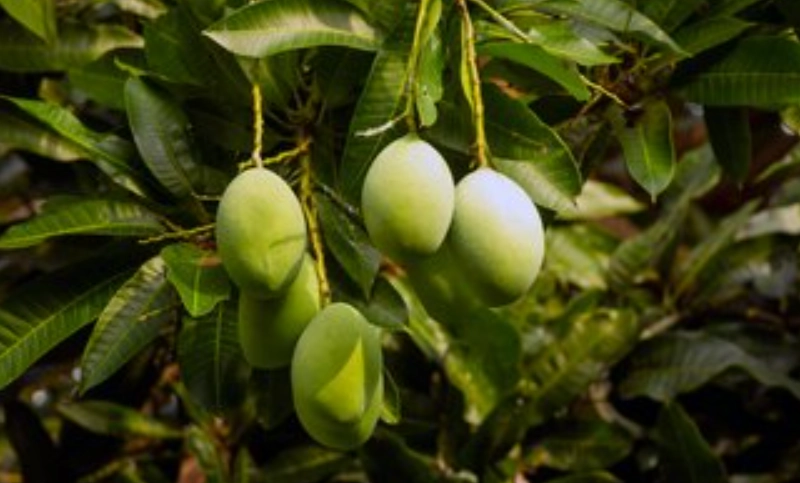 芒果樹結果時間