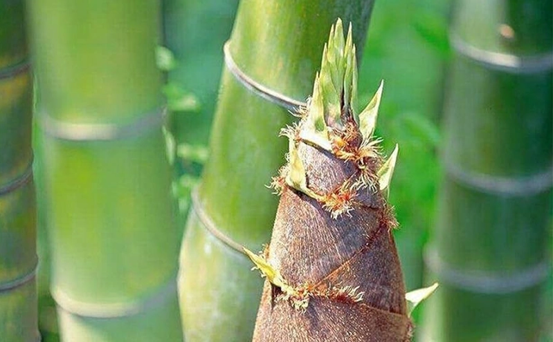 麻竹筍種子