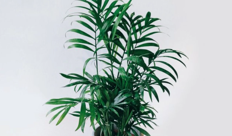 室內耐陰植物