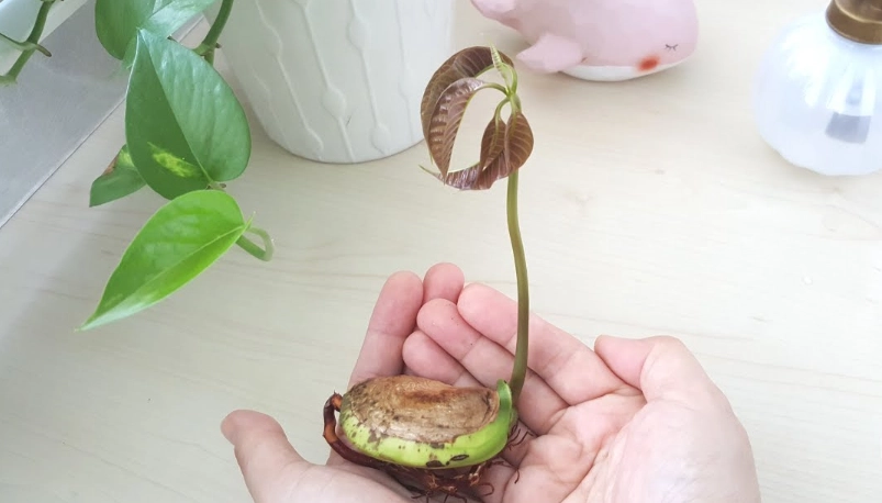 水耕芒果種子