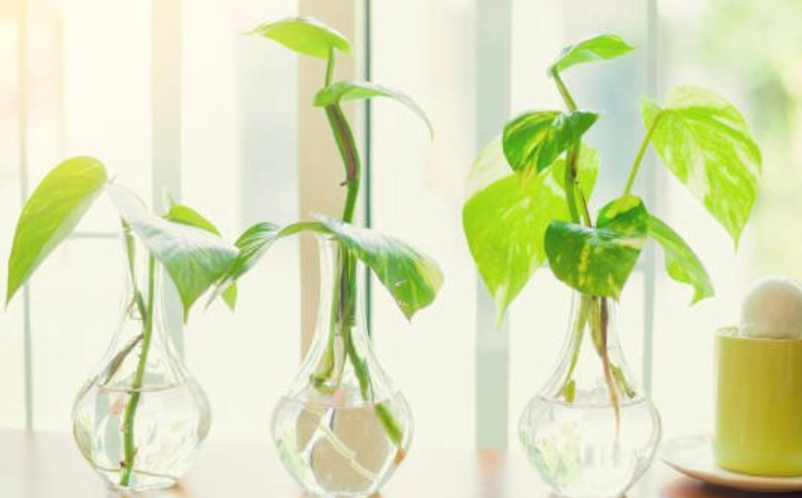 水耕植物繁殖