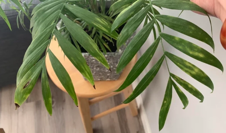 袖珍椰子 照顧