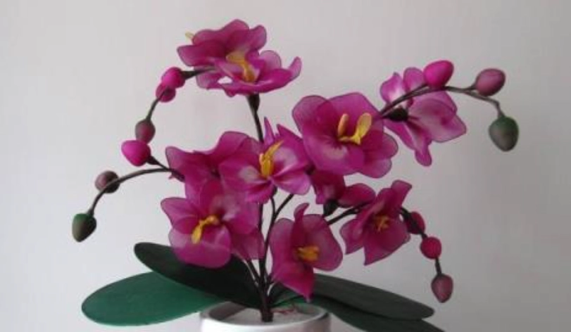 蝴蝶蘭花期照顧