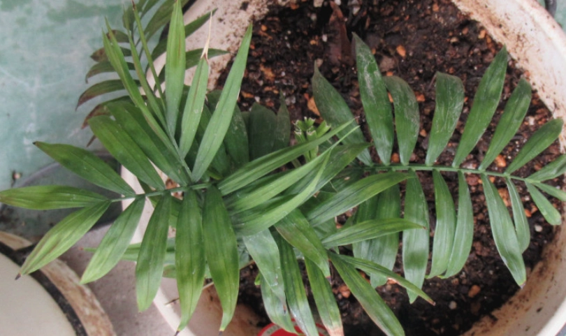 室內耐陰植物