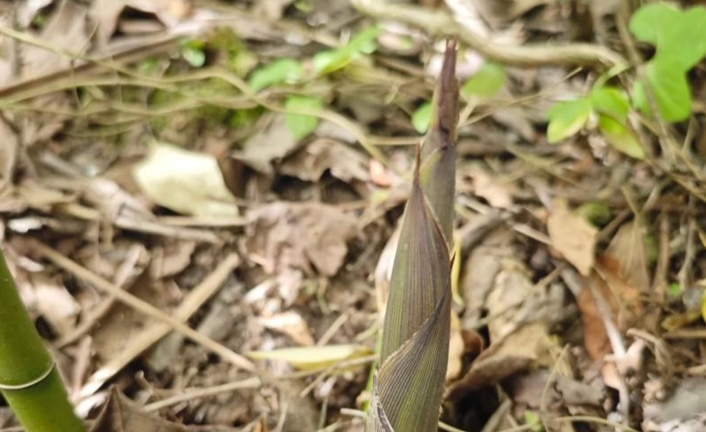 竹筍種植