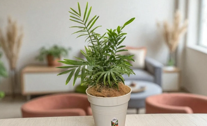袖珍椰子照顧