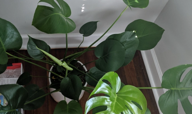 龜背芋照顧
