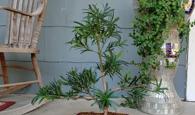 羅漢松修剪時間 羅漢松修剪時間