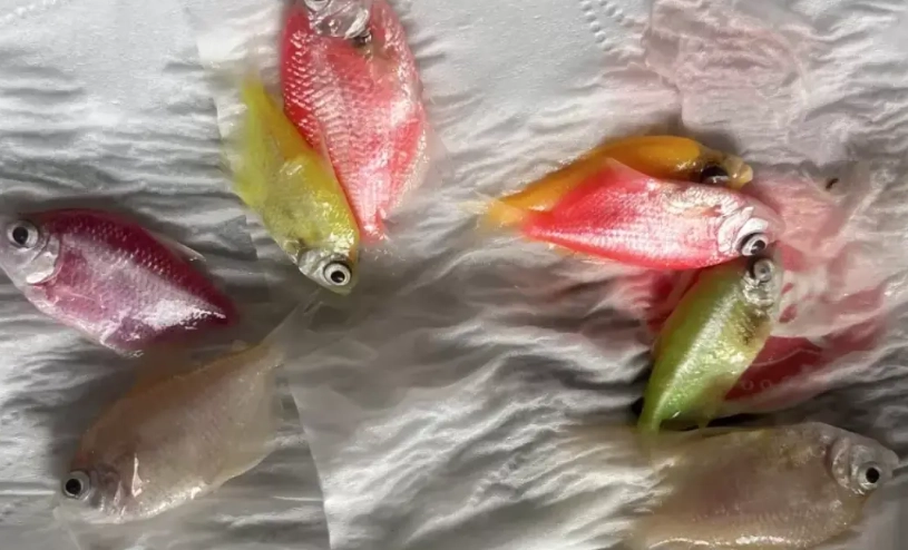 心理學 夢的意義
