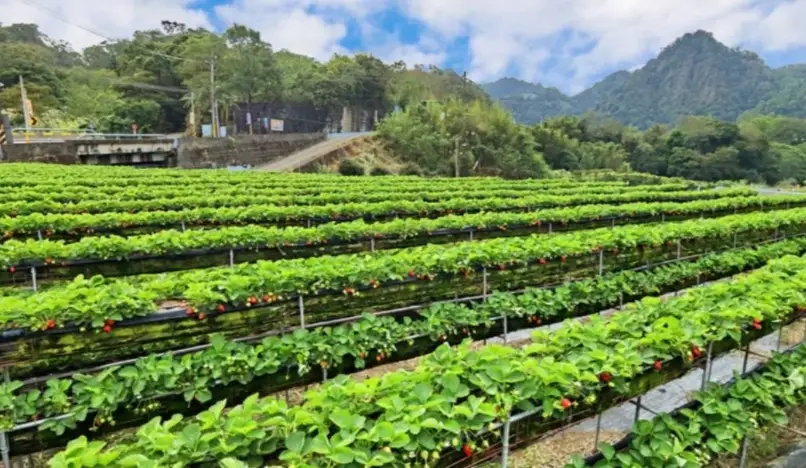 新竹採草莓