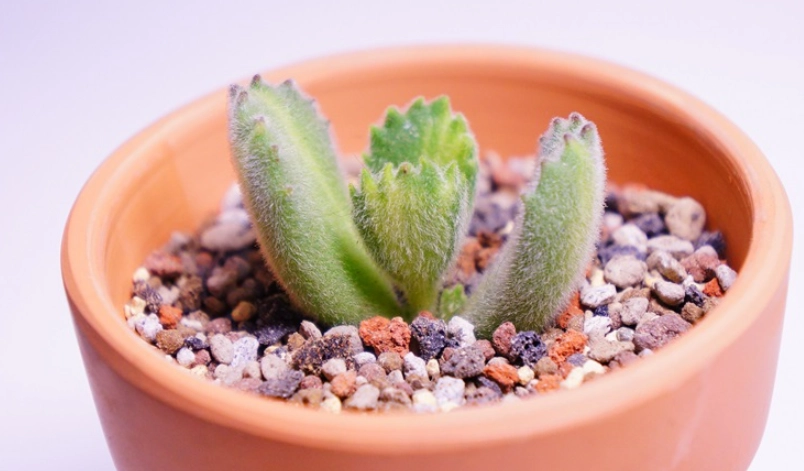 多肉植物曬傷 多肉植物曬傷