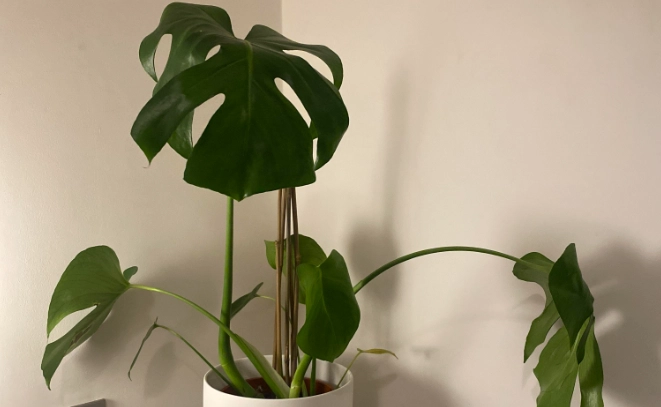 室內植物病害