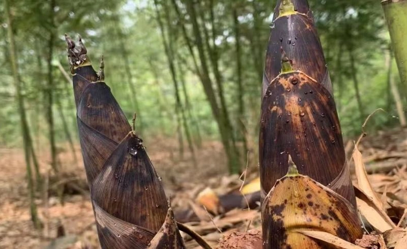 竹筍種植