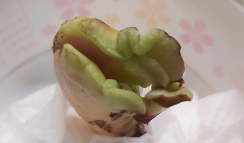 芒果種子發芽