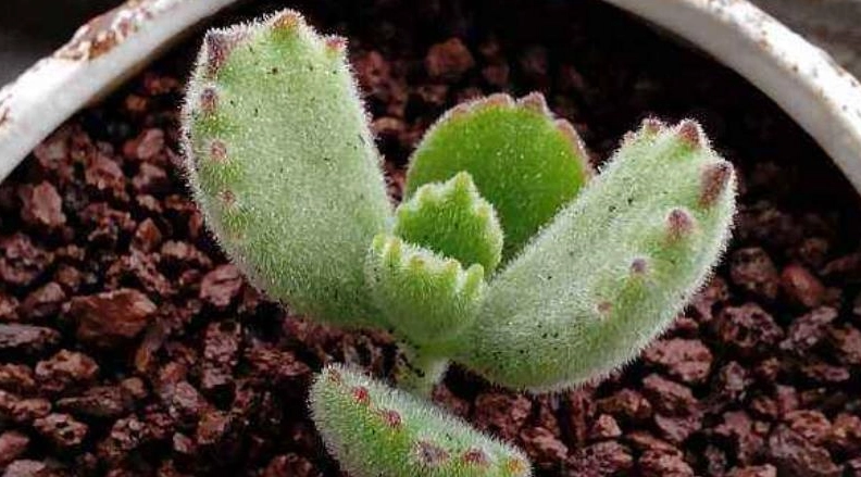 多肉植物曬傷 多肉植物曬傷