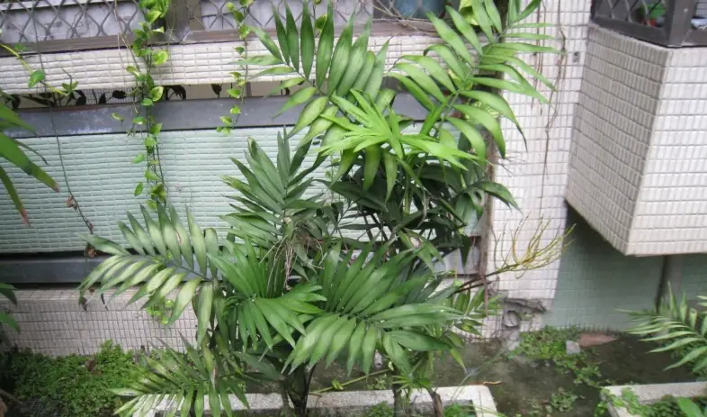 袖珍椰子 葉子變黑