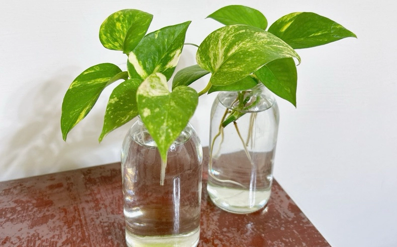 黃金葛分株