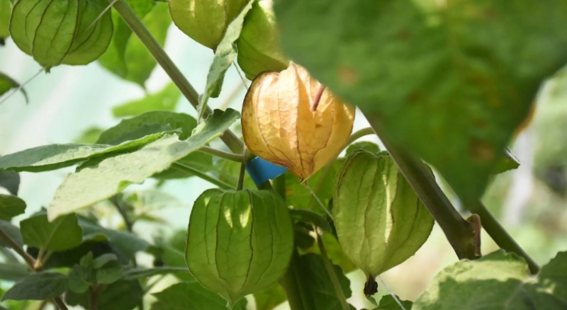 黃金莓種植