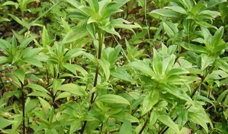 龍膽桔怎麼吃