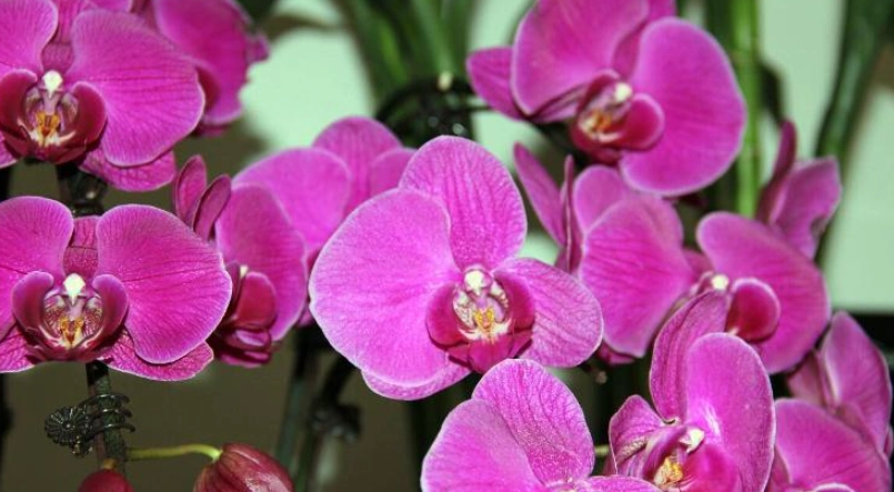 蝴蝶蘭不開花