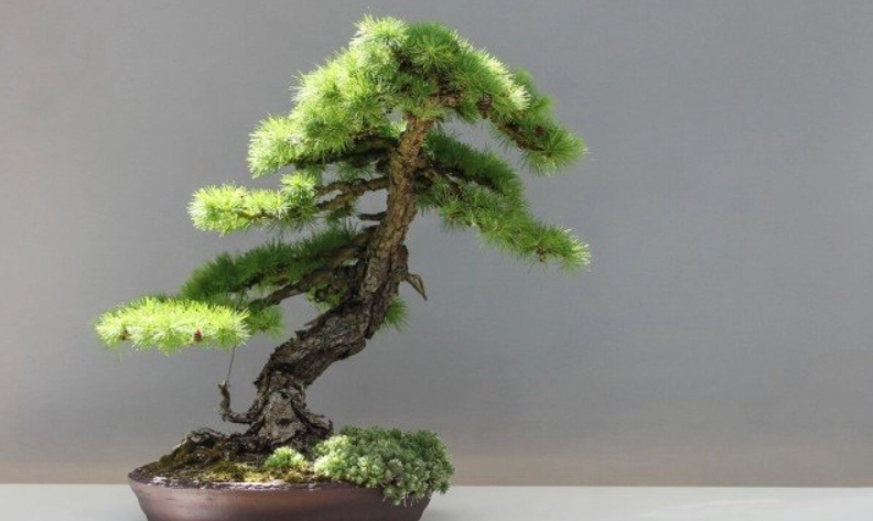 松樹養護