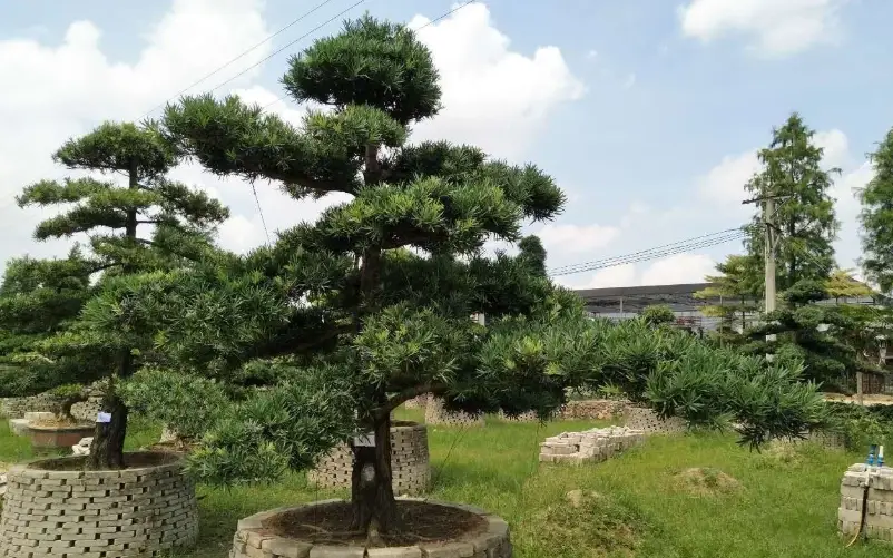 羅漢松修剪 羅漢松修剪