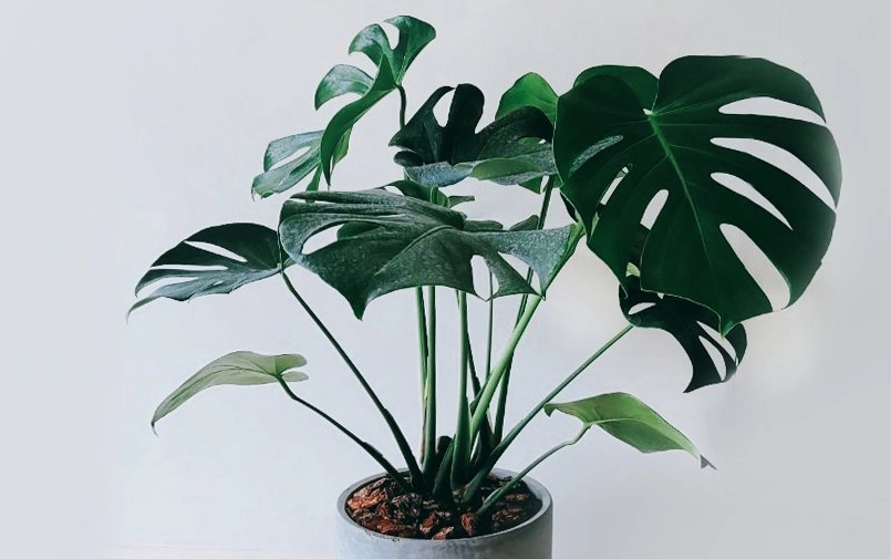 龜背芋照顧