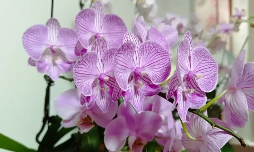 蝴蝶蘭開花期