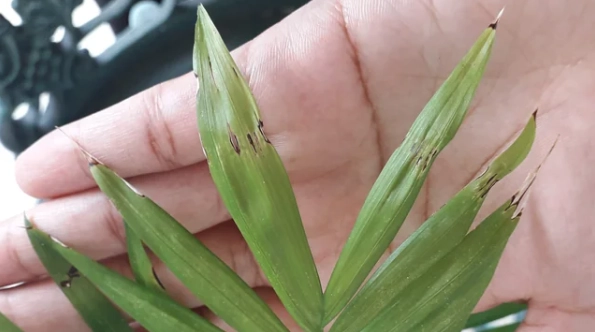 室內植物 病害