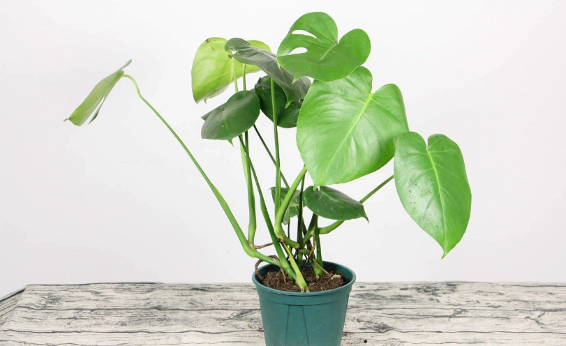 室內植物病害