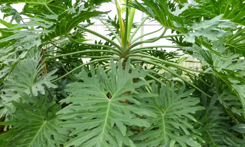 蔓綠絨品種