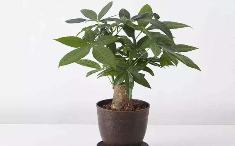 發財樹風水擺放