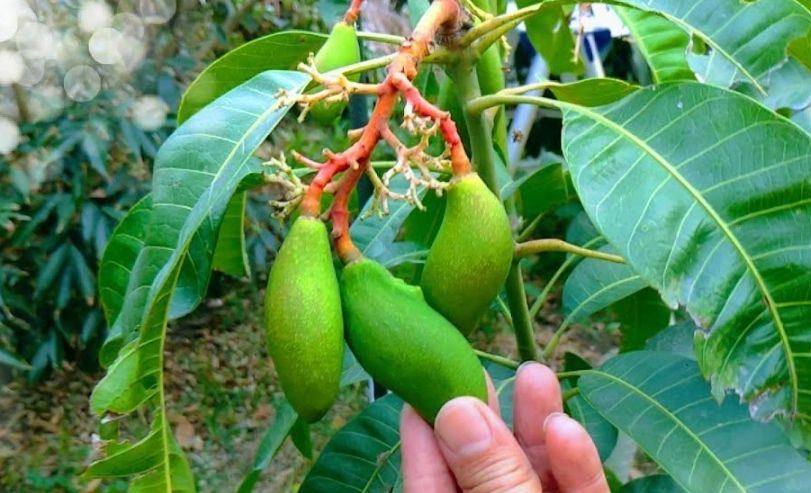 芒果樹種植