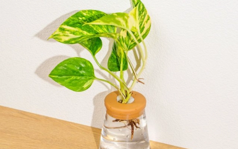 黃金葛分株