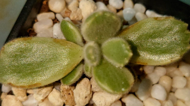 多肉植物曬傷 多肉植物曬傷
